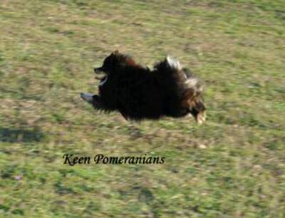 Keen Pomeranians Black and Tan Pomeranian 