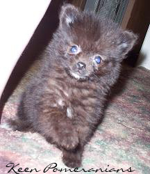 Blue Pomeranian Puppy Keen Pomeranians