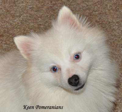 Blue Eyed White Pomeranian Keen Pomeranians