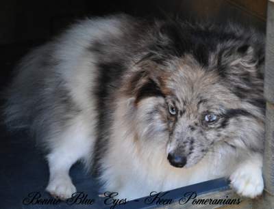 Blue Merle Parti 
Double Blue Eyed Pomeranian 
Keen Pomeranians