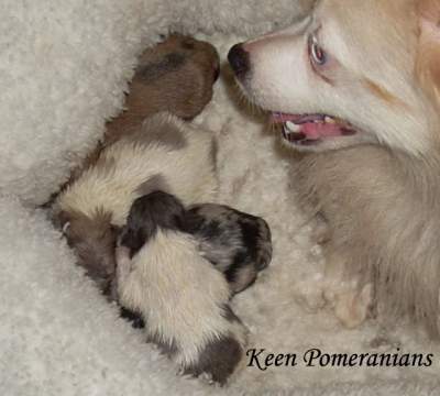 Side View Double Blue Eyed Merle White Pomeranian Keen Pomeranians