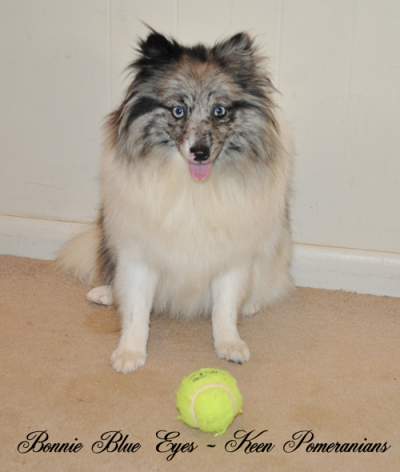 Double Blue Eyed Merle Pari Pomeranian Blue Merle Parti Keen Pomeranians