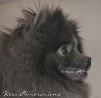 Self Coloring Hazel Eyes on a Blue Pomeranian Keen Pomeranians