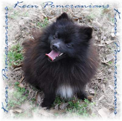 Lovely almond shape and brown eyes. Keen Pomeranians 
