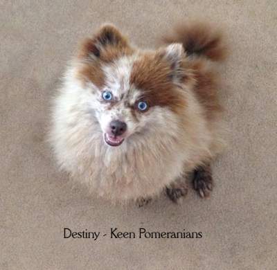 Double Blue Eyed  Merle Pomeranian Keen Pomeranians