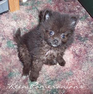 Blue Pomeranian Puppy with coat change. Keen Pomeranians