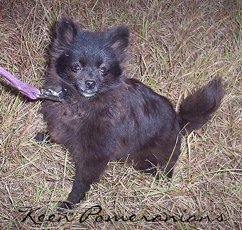 Blue Pomeranian Keen Pomeranians