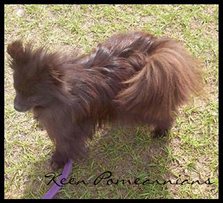 Adult Coat growing in, blue Pomeranian from Keen Pomeranians. 