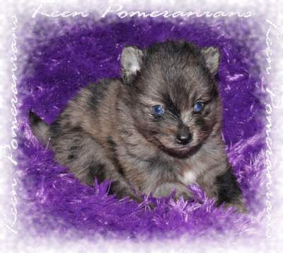 Stunning Double Blue Eyes Merle Pomeranians from Keen Pomeranians