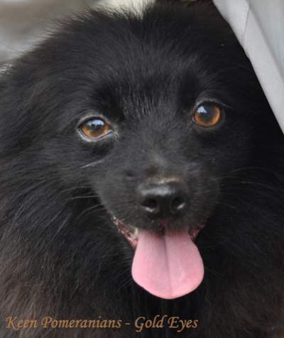 Gold Pomeranian Eyes Keen Pomeranians