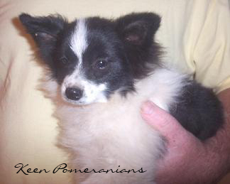 Puppy coat change or puppy uglies in a pomeranian. Keen Pomeranians
