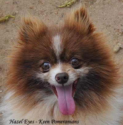 Hazel or Self-Coloring Eyes Chocolate Parti Pomeranian Keen Pomeranians