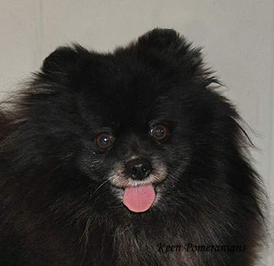 Stunning Brown Eyes Keen Pomeranian 