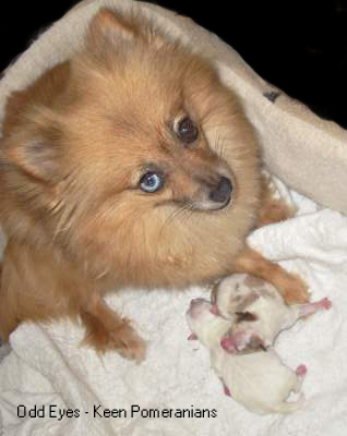 Odd eyes on a Pomeranian. One Blue Eye One Brown Eye Keen Pomeranians