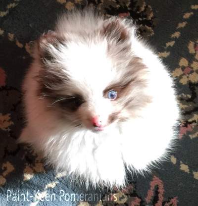 Hazel and blue eyes on this Pomeranian Puppy Keen Pomeranians 