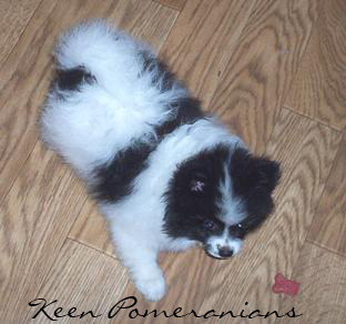 Parti Pom Keen Pomeranians 