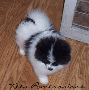 Black Parti Pomeranian - Keen Pomeranians