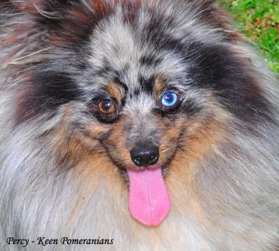 Odd Eyed Pomeranian One Blue Eye One Brown Eye Keen Pomeranians