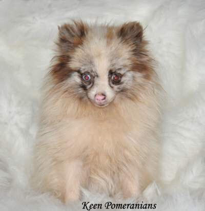 One Blue Eye One Hazel Eye Merle Parti Pomeranian Keen Pomeranians 