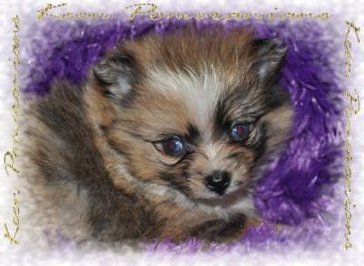 A Sable Parti Merle with  2X blue eyes Keen Pomeranians