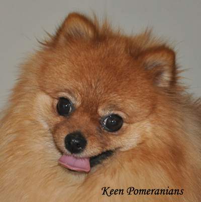 Keen Pomeranians Round Eyes Brown or Dark Eyes 