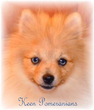 Orange Sable Merle Pomeranian Double Blue Eyes Keen Pomeranians