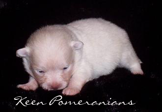 Cream Pomeranian puppy - Keen Pomeranians