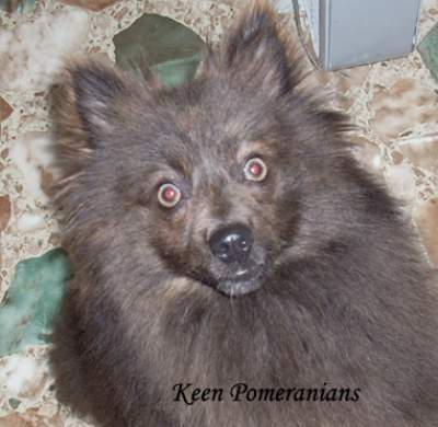 Yellow Wolf like Eyes Pomeranian Keen Pomeranians