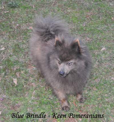 Yellow eyed Wolf Eyed Pomeranian Keen Pomeranians